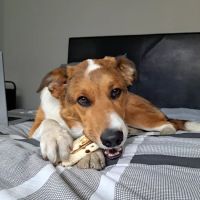 Goodheart Animal Health Center ico