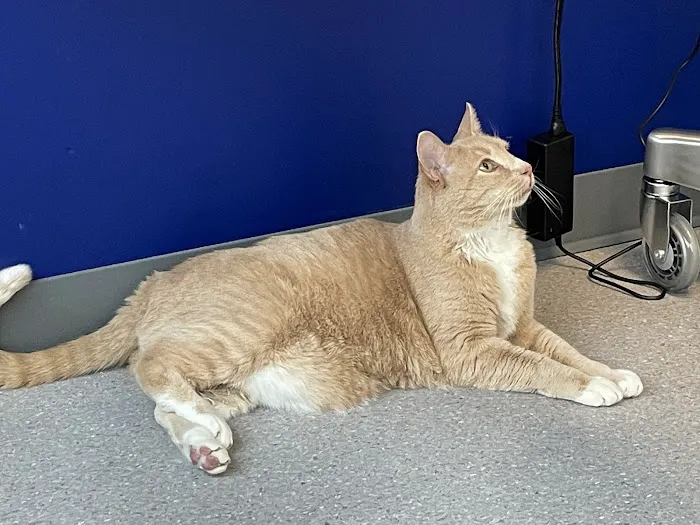 Goodheart Animal Health Center Picture 10