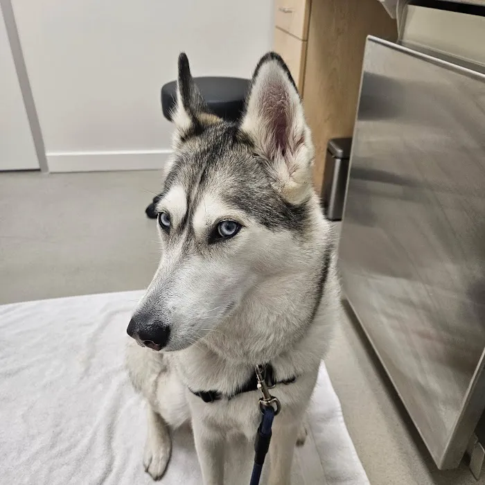Jack London Pet Hospital Picture 6