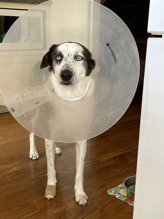 OakVet Animal Specialty Hospital Picture 7