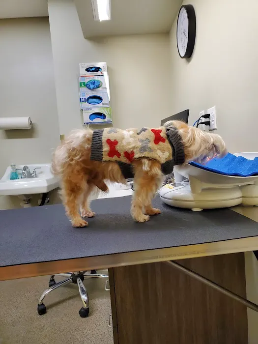 OakVet Animal Specialty Hospital Picture 10