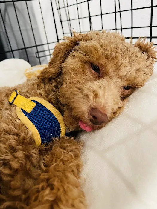 Emeryville Vet Hospital Picture 1