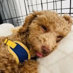 Emeryville Vet Hospital