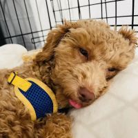 Emeryville Vet Hospital ico
