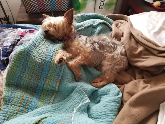 Emeryville Vet Hospital Picture 8