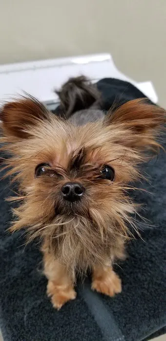 VCA Bay Area Animal Hospital Picture 9
