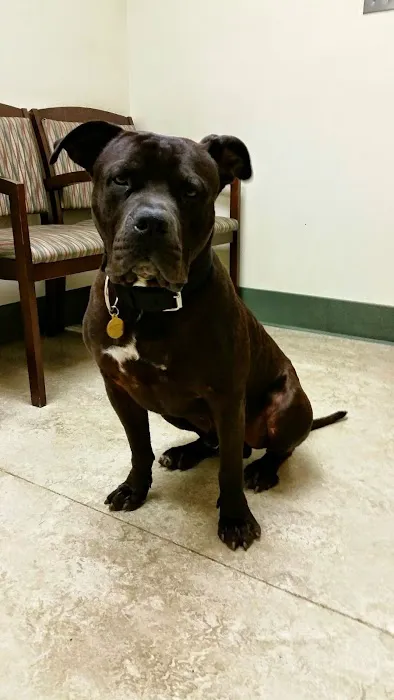 VCA Bay Area Animal Hospital Picture 8