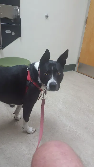 VCA Bay Area Animal Hospital Picture 10