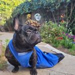 Holistic Veterinary Care