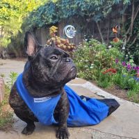 Holistic Veterinary Care ico