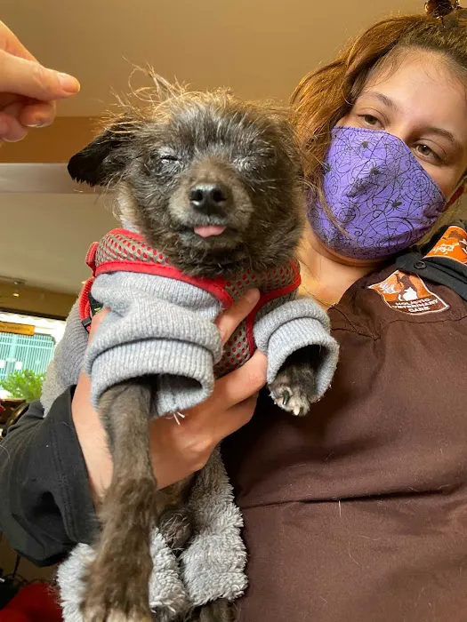 Holistic Veterinary Care Picture 5