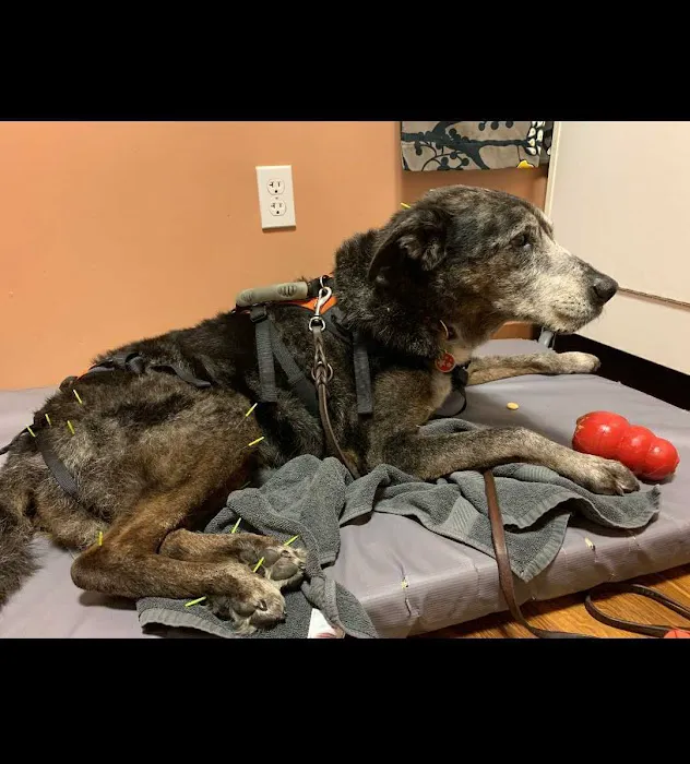 Holistic Veterinary Care Picture 4