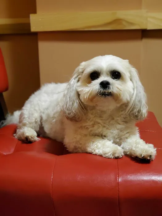 Holistic Veterinary Care Picture 10