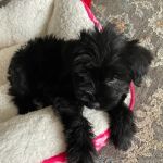 VIP Petcare Vaccination Clinic