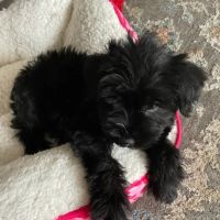 VIP Petcare Vaccination Clinic ico