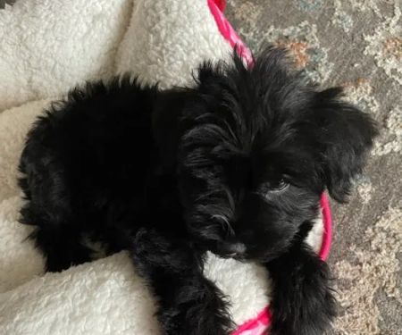 VIP Petcare Vaccination Clinic