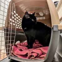 The Downtown Animal Hospital ico
