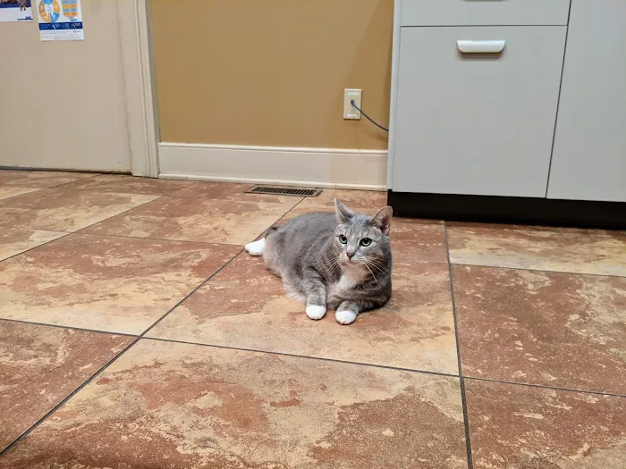 The Downtown Animal Hospital Picture 10