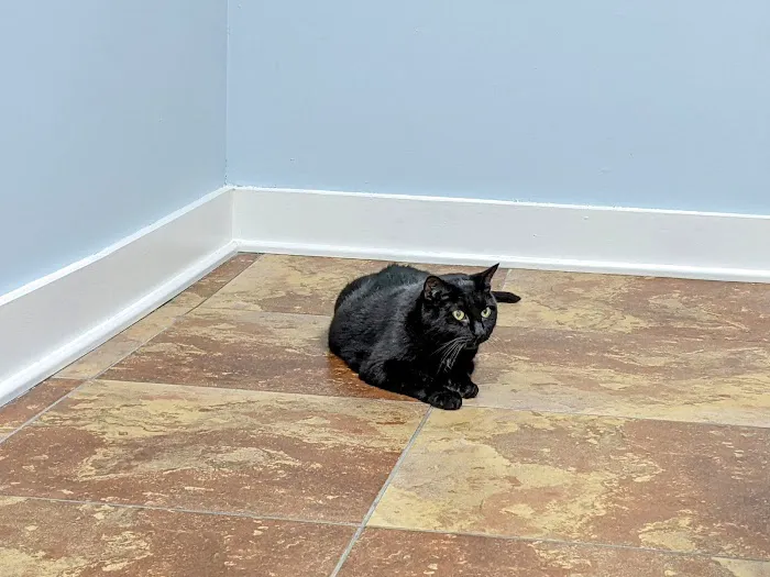 The Downtown Animal Hospital Picture 8