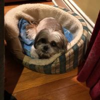 Heart's Ease Veterinary Care ico