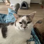Cat Clinic of Louisville