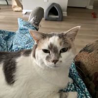 Cat Clinic of Louisville ico