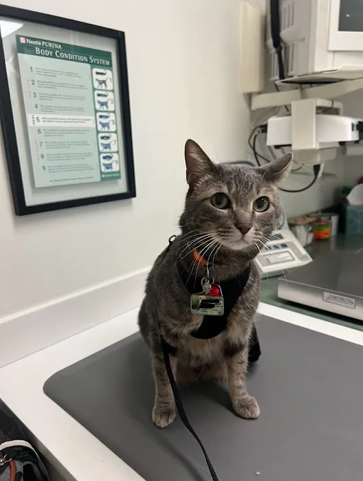 Cat Clinic of Louisville Picture 2
