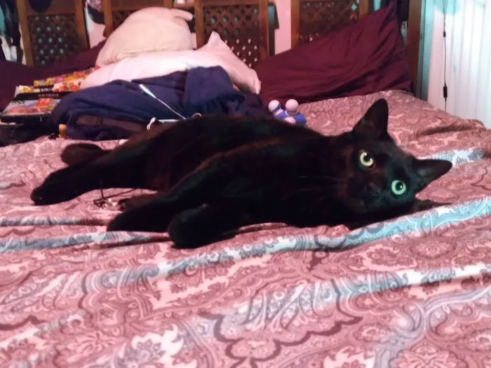 Cat Clinic of Louisville Picture 6