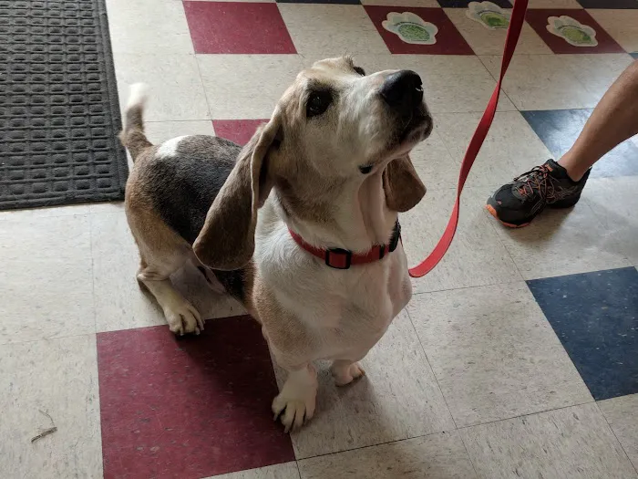 Crescent Hill Animal Hospital Picture 1