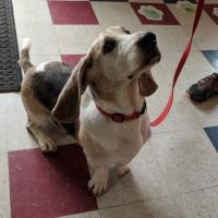 Crescent Hill Animal Hospital ico