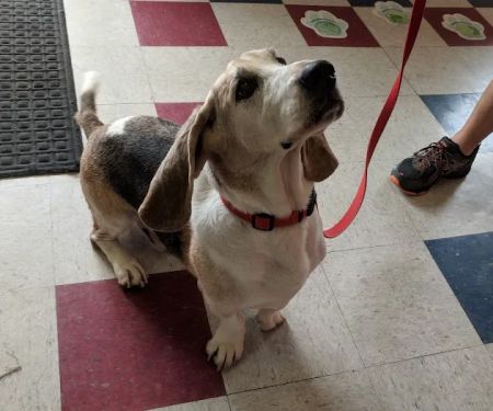 Crescent Hill Animal Hospital