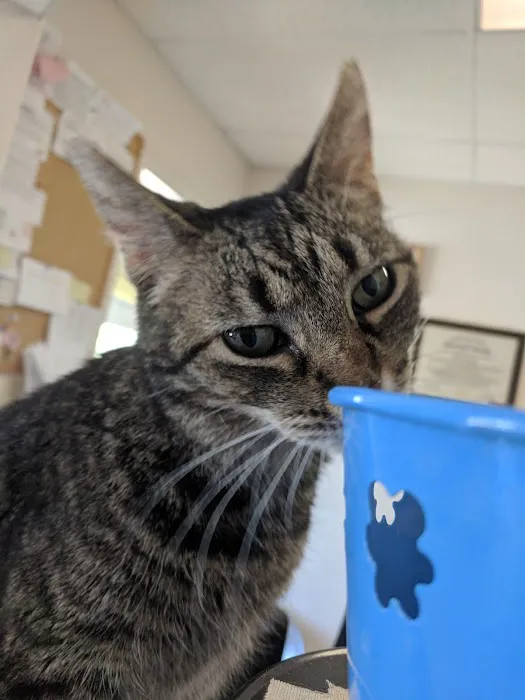 Crescent Hill Animal Hospital Picture 5