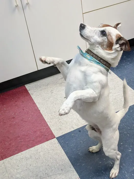 Crescent Hill Animal Hospital Picture 7
