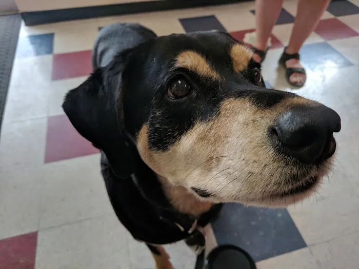 Crescent Hill Animal Hospital Picture 8