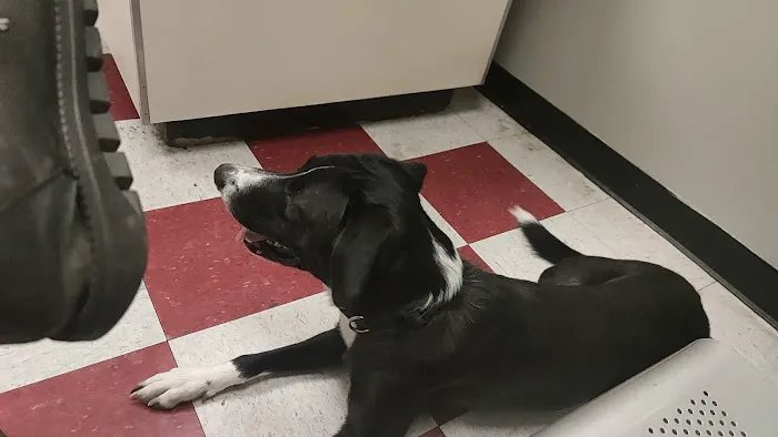 Crescent Hill Animal Hospital Picture 10