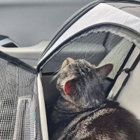 Deck Veterinary Clinic ico