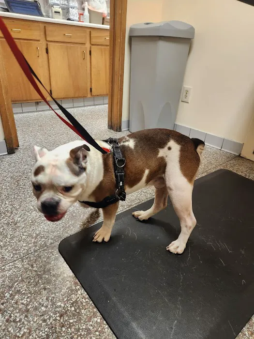 Shively Animal Clinic & Hospital: Cohn Rachel DVM Picture 3