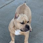 Shively Animal Clinic & Hospital: Cohn Rachel DVM