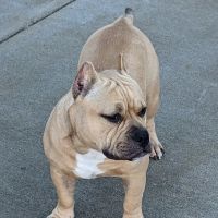 Shively Animal Clinic & Hospital: Cohn Rachel DVM ico