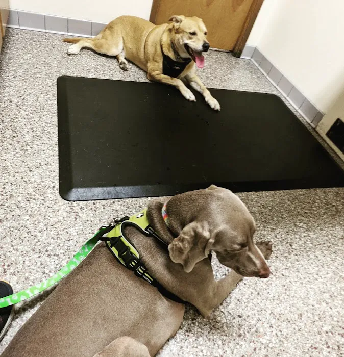 Shively Animal Clinic & Hospital Picture 3