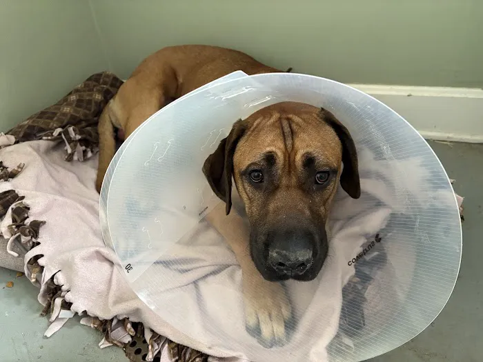 Shively Animal Clinic & Hospital Picture 4