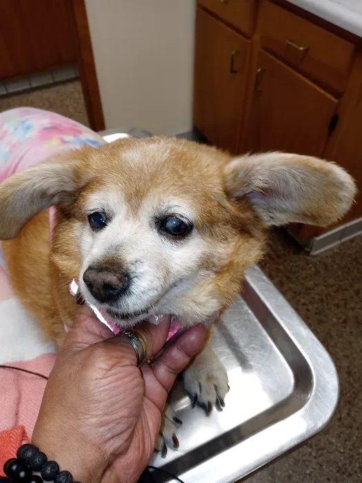 Shively Animal Clinic & Hospital Picture 7