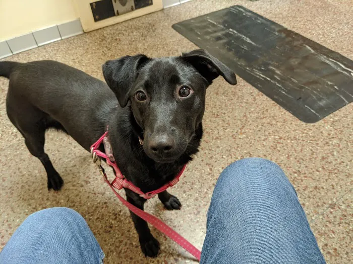Shively Animal Clinic & Hospital Picture 10