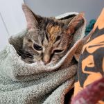 Great Miami Veterinary Care (prev AMC Miamisburg)