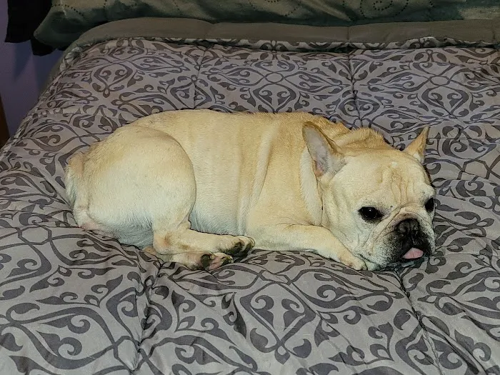 Great Miami Veterinary Care (prev AMC Miamisburg) Picture 9