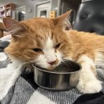 Veterinary Emergency Group