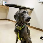 The Ohio State University Veterinary Medical Center at Dublin URGENT CARE