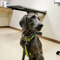 The Ohio State University Veterinary Medical Center at Dublin URGENT CARE ico