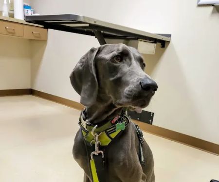The Ohio State University Veterinary Medical Center at Dublin URGENT CARE