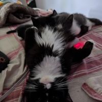 Leipsic Veterinary Service, Inc. ico